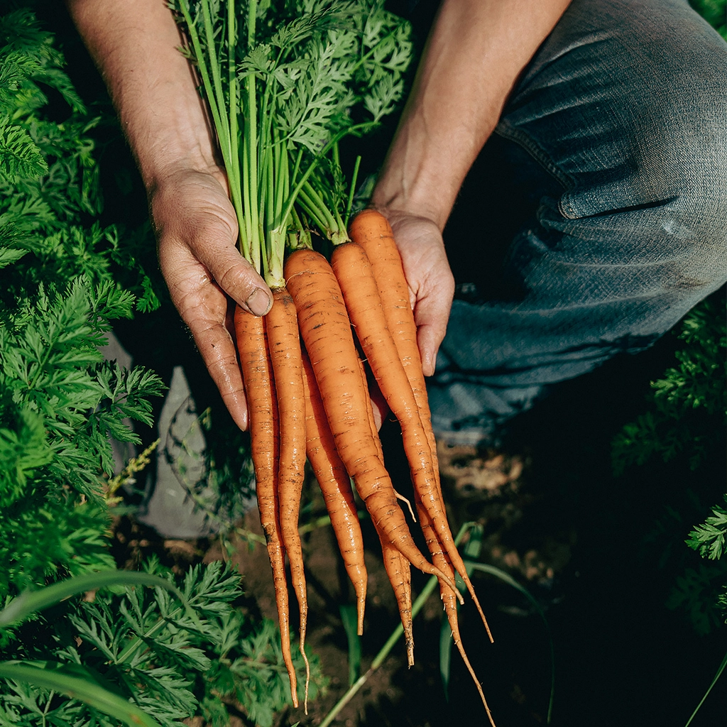 Organic Vegetable Basket