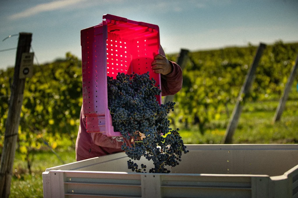 Experience the Harvest