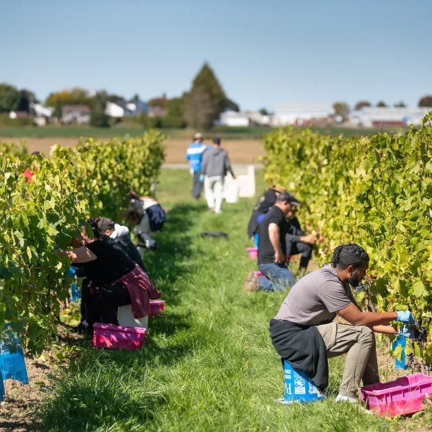 Vandage - Domaine Labranche
