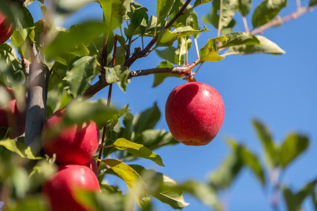 Apple Picking Season