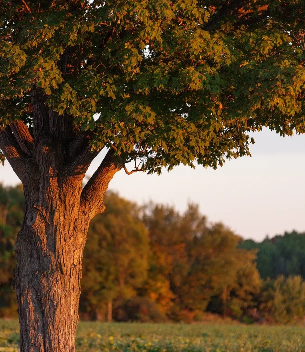 Domaine Labranche - Verger - Autocueillete pommes
