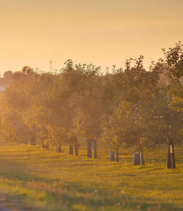 Domaine Labranche - Verger - Autocueillete pommes
