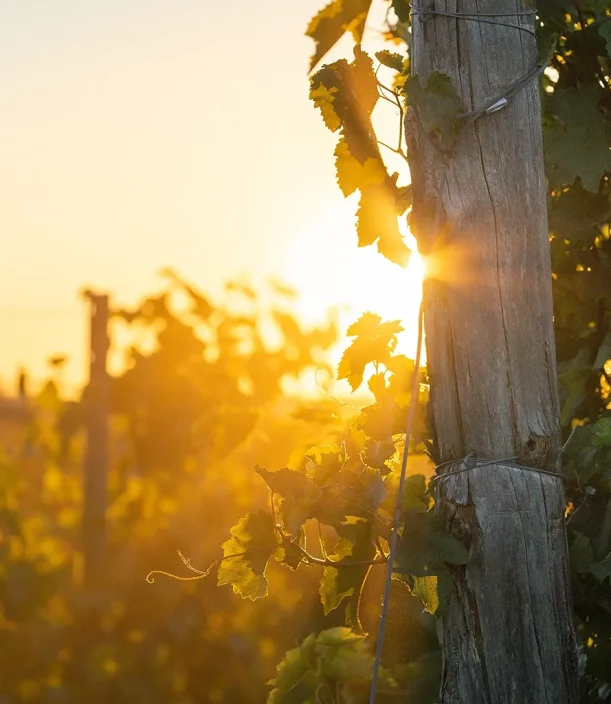 Domaine Labranche - Vignobles
