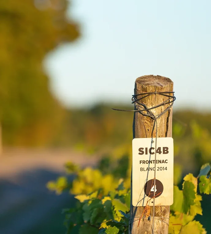 Domaine Labranche - Vignobles
