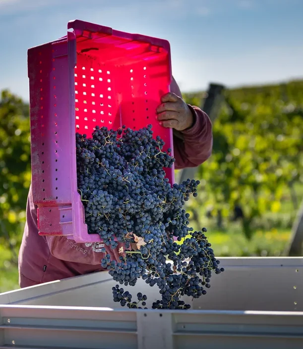 Domaine Labranche - Vendange